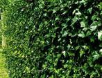 hedera hibernica klimop | verzending door heel NL €14,95, Ophalen of Verzenden, Overige soorten, Haag, 100 tot 250 cm