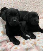 Prachtige Zwarte en Bruine Labrador pups met Stamboom, Parvo, 8 tot 15 weken, Labrador retriever, Meerdere