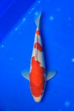 Tosai Kohaku van de kweker Ogata, Dieren en Toebehoren, Vissen | Vijvervissen, Karper of Koi