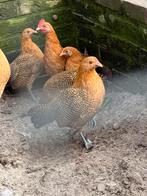 Gezocht broed eiren friese goud pel geen kriel, Dieren en Toebehoren, Pluimvee, Kip