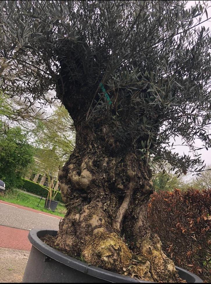 ️❗️Actie️️️️️❗️ Tekoop olijfboom Olea europea, Tuin en Terras, Planten | Bomen, Olijfboom, 250 tot 400 cm, Volle zon, Zomer, In pot