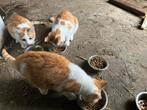 3 boerderij katjes geboren 25 mei 2025, Dieren en Toebehoren, Katten en Kittens | Overige Katten, Meerdere dieren, Kortharig, 0 tot 2 jaar