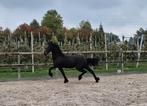 Mooie fries/friese jaarling merrie van Jorke x Ulbert, Dieren en Toebehoren, Paarden, Merrie, Minder dan 160 cm, Gechipt, Niet van toepassing