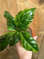 Coffea arabica koffieplant plant koffie aurea yellow lime, Huis en Inrichting, Kamerplanten, Ophalen of Verzenden, Halfschaduw