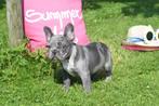 Franse bulldog pups direct beschikbaar, Rabiës (hondsdolheid), 15 weken tot 1 jaar, Buitenland, Bulldog