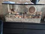 Hamster terrarium + hamster, Kooi, Minder dan 75 cm, Zo goed als nieuw, Hamster
