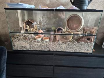 Hamster terrarium  beschikbaar voor biedingen