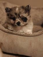 Mini Pomeriaan pups met unieke kleuren, Dieren en Toebehoren, Honden | Poolhonden, Keeshonden en Oertypen, Keeshond, Reu, 8 tot 15 weken