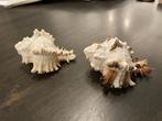 Twee schelpen, murex ca 8 cm, Ophalen of Verzenden, Schelp(en)