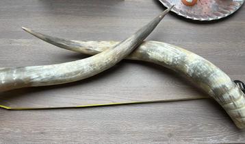 Grote Runderhoorns - Decoratief (per set)85 cm lang beschikbaar voor biedingen