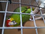 Mooi koppel amazone papagaaien geelwang, Dieren en Toebehoren, Vogels | Parkieten en Papegaaien, Meerdere dieren, Papegaai