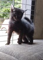 Mooie Half Maine Coon. nog 2 katers, Meerdere dieren, Langharig, 0 tot 2 jaar