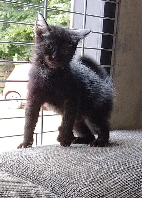 Mooie Half Maine Coon. nog 2 katers, Dieren en Toebehoren, Katten en Kittens | Overige Katten, Langharig, Meerdere dieren, 0 tot 2 jaar