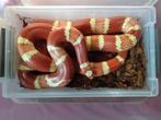 Lampropeltis triangulum hondurensis albino vrouwtje, Dieren en Toebehoren, Slang