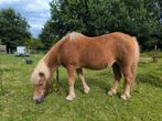 Verzorgpony aangeboden in De Punt, Dieren en Toebehoren, Paarden en Pony's | Overige Paardenspullen, Ophalen, Overige soorten