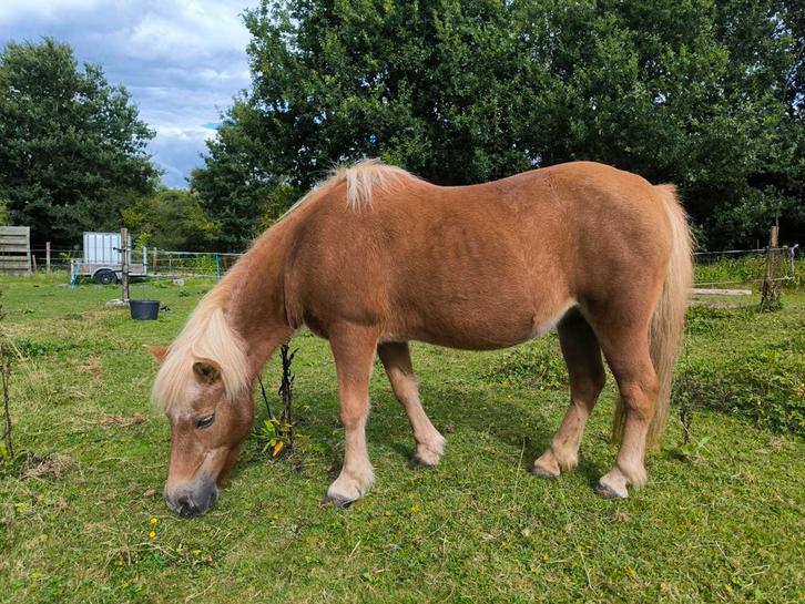 Verzorgpony aangeboden in De Punt, Dieren en Toebehoren, Paarden en Pony's | Overige Paardenspullen, Overige soorten, Ophalen