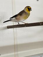 Putter (pop) x Goudvink (man) broedjaar 2025, Dieren en Toebehoren, Mannelijk, Bastaard