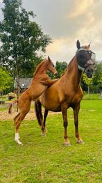 Super gaaf veulen van Elastic, Dieren en Toebehoren, Paarden, Hengst, Dressuurpaard, 0 tot 2 jaar