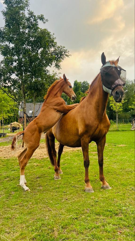Super gaaf veulen van Elastic, Dieren en Toebehoren, Paarden, Hengst, 0 tot 2 jaar, Dressuurpaard