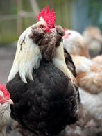 🥚 Duitse Faverolle broedeieren 🥚 Groot ras, Dieren en Toebehoren, Pluimvee, Geslacht onbekend, Kip