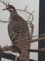 1-0 Bronsvleugel duif, Mannelijk, Overige soorten