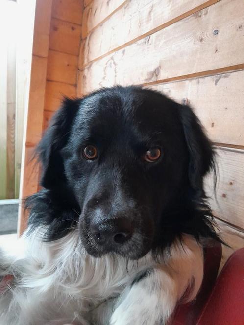 Friese Stabij reu, 3, zoekt vrouwtje om te dekken, Dieren en Toebehoren, Honden | Dekreuen, Reu, Particulier, Eén hond, Nederland