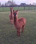 Alpaca hengstje, Dieren en Toebehoren, Overige Dieren, Oktober, Mannelijk