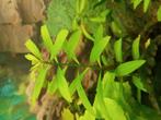 Waterplant Hygrophila polysperma, Overige typen
