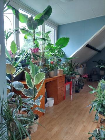 Verschillende kamerplanten- Sansevieria,Alocasia,Palm,Cactus beschikbaar voor biedingen