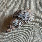 Tritonhoorn blaasinstrument, Ophalen, Zo goed als nieuw