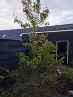 Appelkers boom, Overige soorten, Lente, 100 tot 250 cm, Ophalen