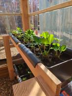 Twee Aardbeienrekken van Douglas-hout, inclusief batobakken, Ophalen, Tuin, Gebruikt, 100 cm of meer