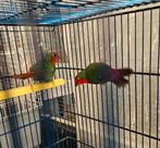 Te koop roodkoppapegaaiamadine., Dieren en Toebehoren, Vogels | Kanaries, Vrouwelijk, Kleurkanarie