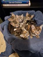 Kittens, Dieren en Toebehoren, Meerdere dieren