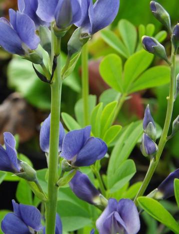  Restpartij vaste planten, tuinplanten beschikbaar voor biedingen