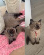 Nog 2! Seal/sepia mink 100% ragdoll kittens beschikbaar, Dieren en Toebehoren, Meerdere dieren, Ingeënt