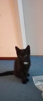 Kittens, Meerdere dieren, Kortharig, 0 tot 2 jaar
