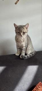Britse Korthaar Pup, Kater, Kortharig, 0 tot 2 jaar