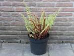 varen voor in tuin; Polystichum setiferum, Zachte niervaren, Ophalen, Vaste plant, Varens