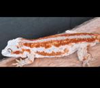 Nakweek gargoyle gekko, Dieren en Toebehoren, Hagedis, Tam, 0 tot 2 jaar