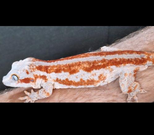 Nakweek gargoyle gekko, Dieren en Toebehoren, Reptielen en Amfibieën, Hagedis, 0 tot 2 jaar, Tam