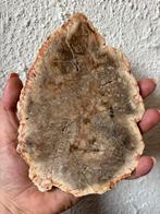 Versteend Hout Plak - Prachtig Decoratief Stuk, Ophalen of Verzenden, Fossiel