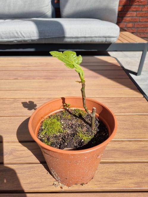 vijgenboom stekken, Tuin en Terras, Planten | Fruitbomen, Vijgenboom, Minder dan 100 cm, Volle zon, Zomer, In pot, Ophalen