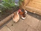 Serama kriel koppel, Dieren en Toebehoren, Pluimvee, Meerdere dieren, Kip