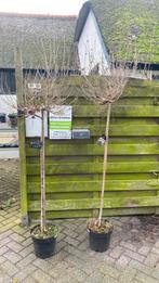 Sering op stam, Tuin en Terras, 100 tot 250 cm, Zomer, Ophalen, Volle zon