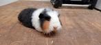 Ch teddy cavia, Dieren en Toebehoren, Knaagdieren, Cavia, Mannelijk, Tam, September