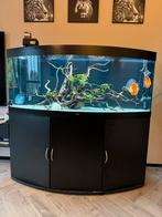 Juwel vision 450L aquarium compleet met discussen, Ophalen, Gebruikt, Gevuld zoetwateraquarium