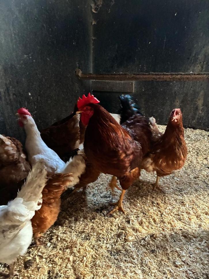 Broedeieren, Dieren en Toebehoren, Pluimvee, Kip, Geslacht onbekend