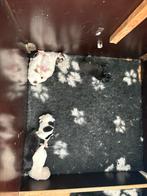 Pomchi pups, Overige rassen, 8 tot 15 weken, Meerdere, Meerdere dieren