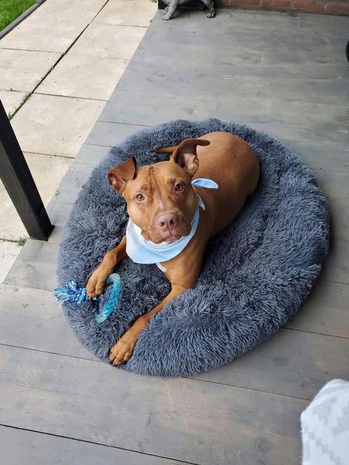 Vakantie Oppas gezocht voor lieve pitbull van 9 jaar, Dieren en Toebehoren, Honden-accessoires, Nieuw, Ophalen